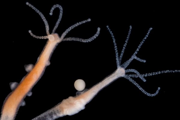 Darknet как войти