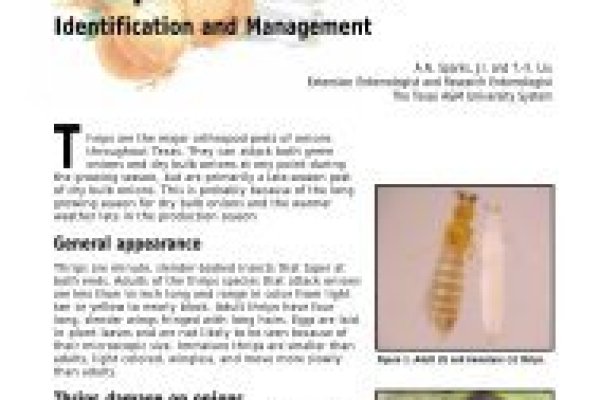 Кракен маркетплейс тор