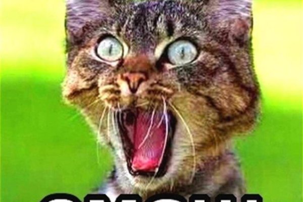 Kraken зеркала gigageek ru