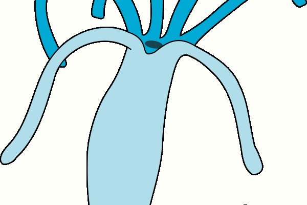 Как зарегистрироваться на сайте кракен