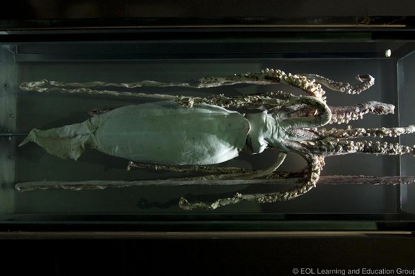 Рабочая ссылка кракен в тор