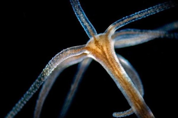 Зайти на сайт кракен