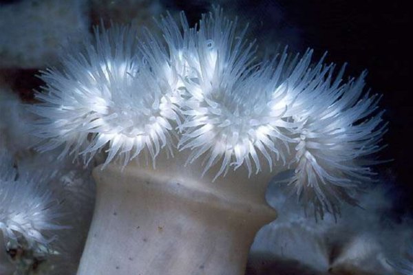 Ссылки для tor