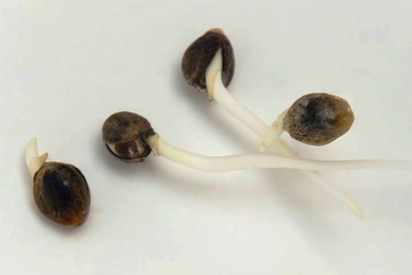 Сайт кракена в торе