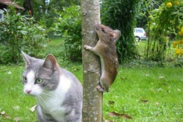 Kra35.cc Вход на сайт главная страница