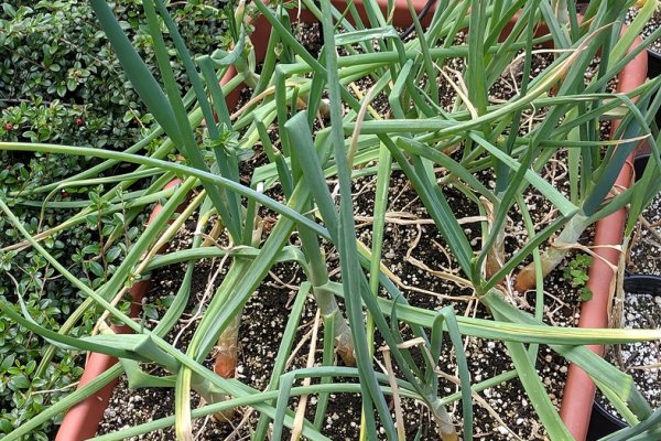 Кракен ссылка fo feng crmp ru