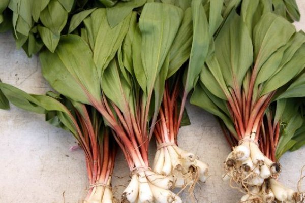 Кракен гидра