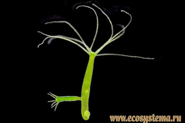 Кракен шоп что это